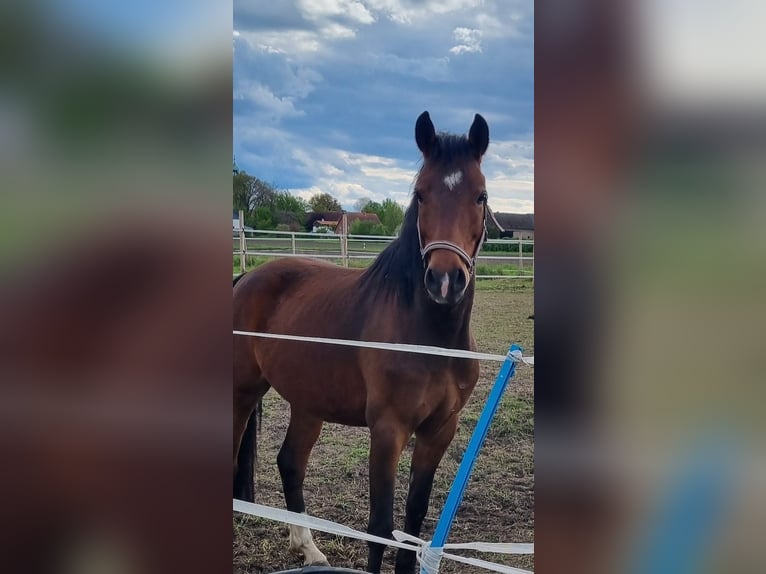 Duitse rijpony Ruin 5 Jaar 146 cm Bruin in Vahlberg