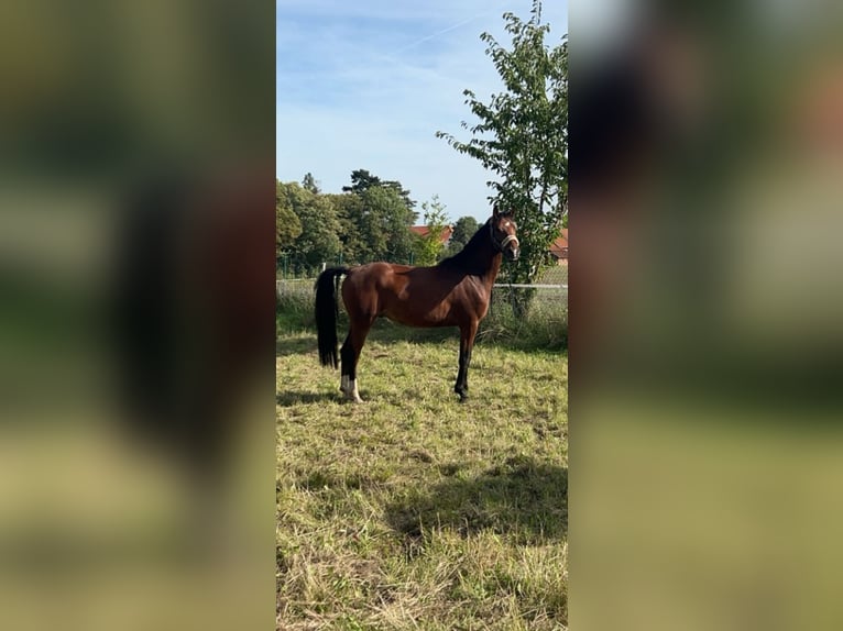 Duitse rijpony Ruin 5 Jaar 146 cm Bruin in Vahlberg