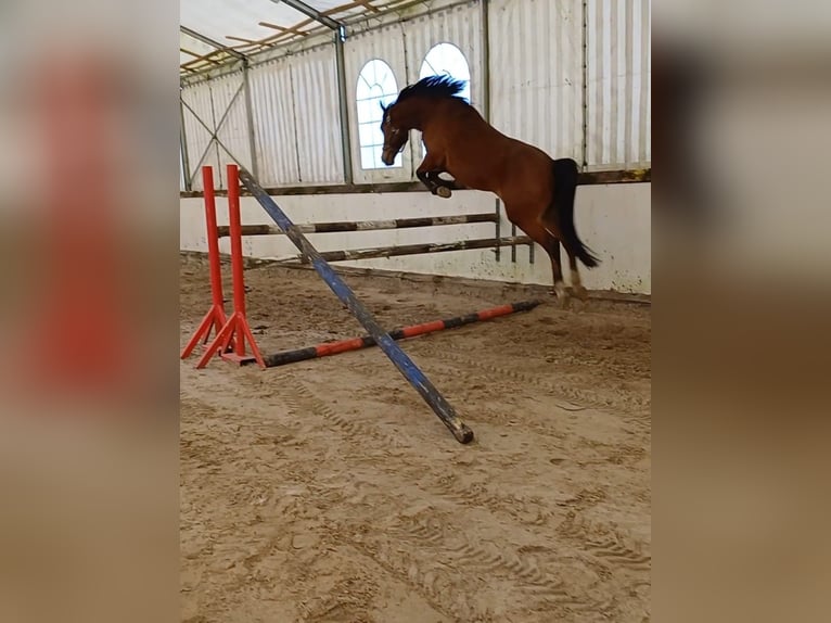 Duitse rijpony Ruin 5 Jaar 146 cm Bruin in Lindern (Oldenburg)
