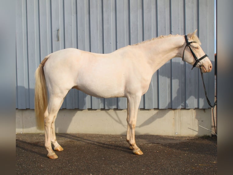 Duitse rijpony Ruin 5 Jaar 146 cm Cremello in Gerstetten