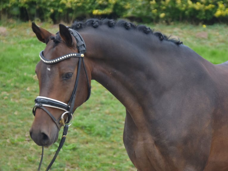 Duitse rijpony Ruin 5 Jaar 146 cm Donkerbruin in Fürstenau