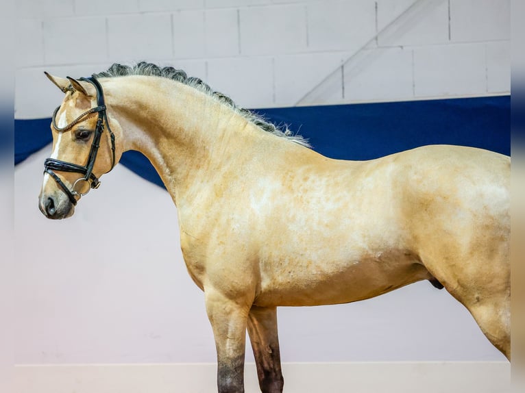 Duitse rijpony Ruin 5 Jaar 146 cm Falbe in Marsberg