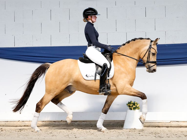 Duitse rijpony Ruin 5 Jaar 146 cm Falbe in Marsberg