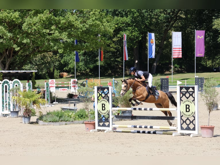 Duitse rijpony Ruin 5 Jaar 146 cm Falbe in Buchen (Odenwald)