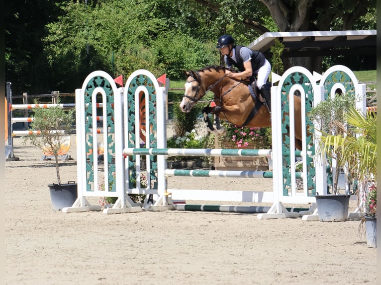 Duitse rijpony Ruin 5 Jaar 146 cm Falbe in Buchen (Odenwald)