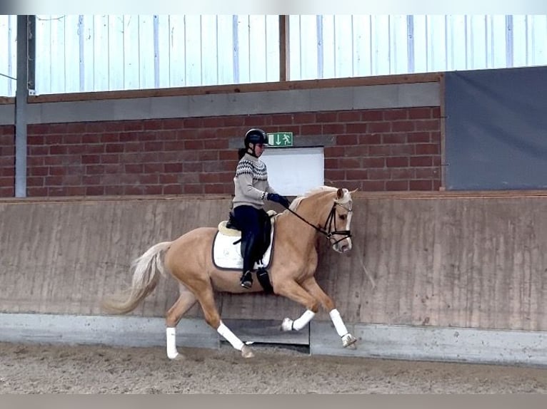Duitse rijpony Ruin 5 Jaar 146 cm Palomino in Viersen