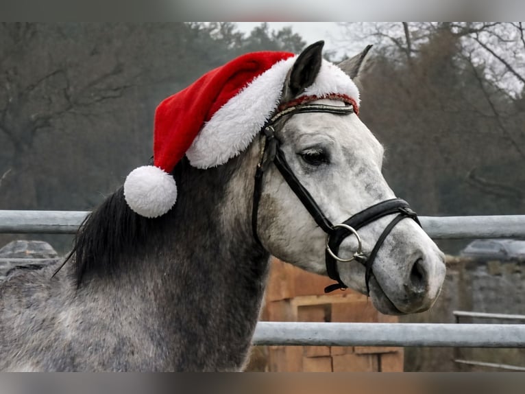 Duitse rijpony Ruin 5 Jaar 146 cm Schimmel in Treuenbrietzen