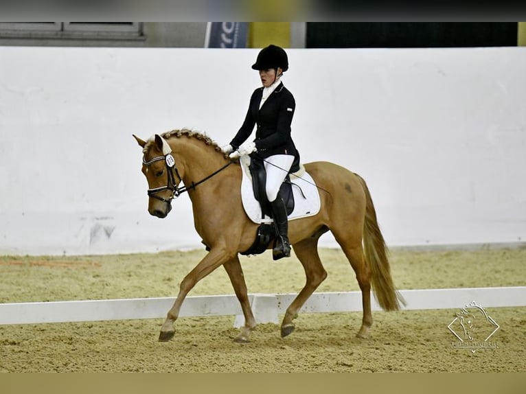 Duitse rijpony Ruin 5 Jaar 146 cm Vos in Allershausen