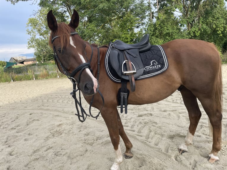 Duitse rijpony Ruin 5 Jaar 146 cm Vos in Waddeweitz