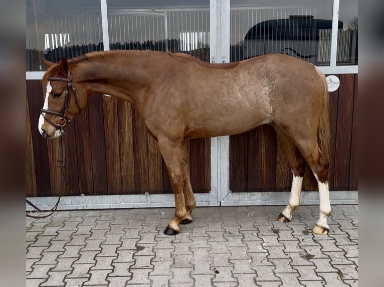Duitse rijpony Ruin 5 Jaar 146 cm Vos in Schermbeck