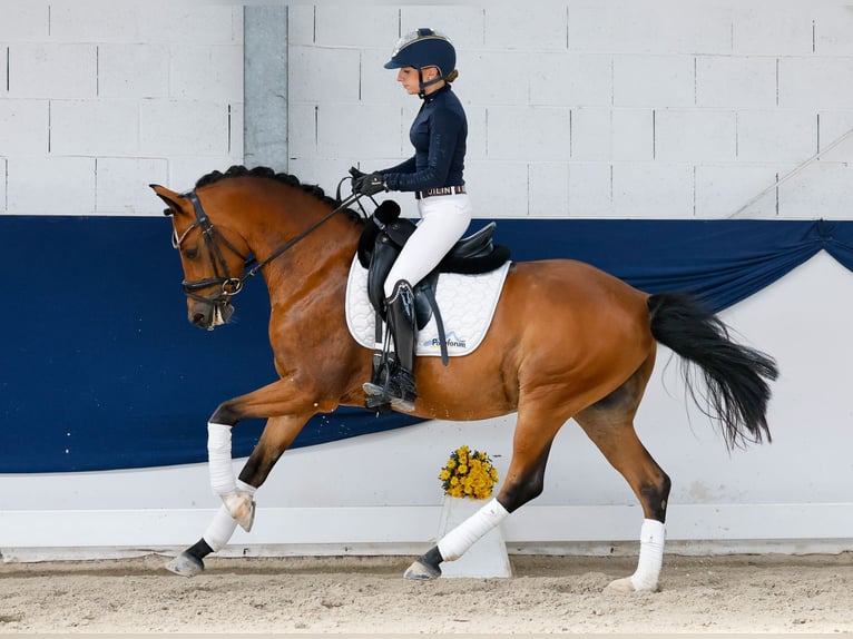 Duitse rijpony Ruin 5 Jaar 147 cm Bruin in Marsberg