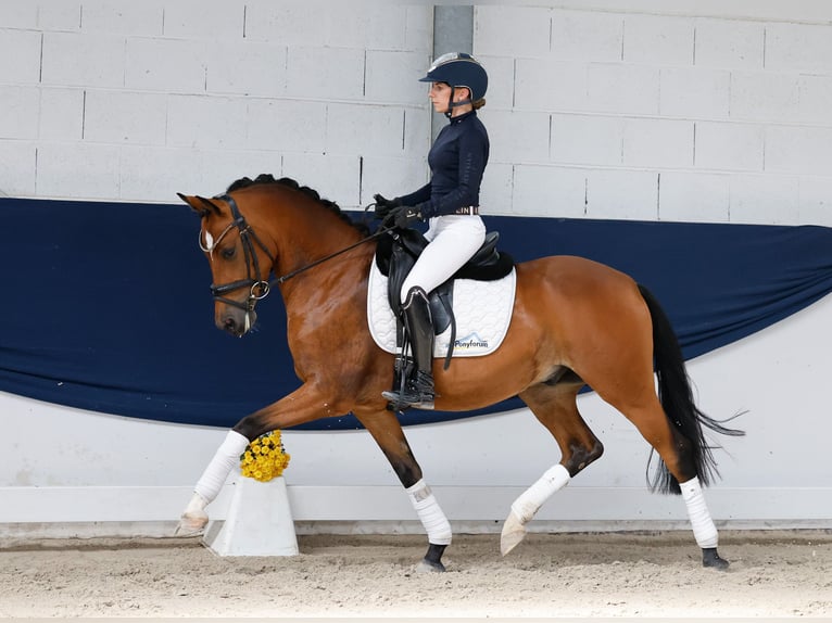 Duitse rijpony Ruin 5 Jaar 147 cm Bruin in Marsberg