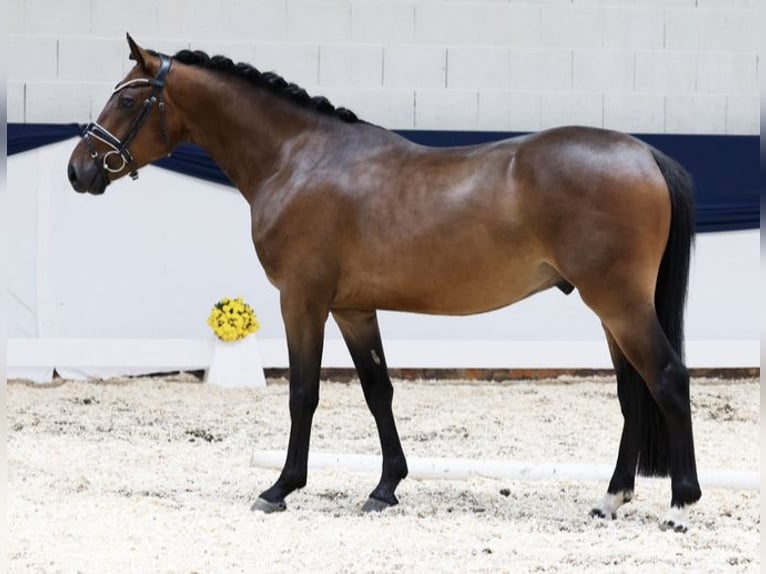 Duitse rijpony Ruin 5 Jaar 147 cm Bruin in Eppingen