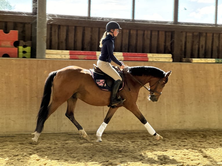 Duitse rijpony Ruin 5 Jaar 147 cm Bruin in Hamminkeln