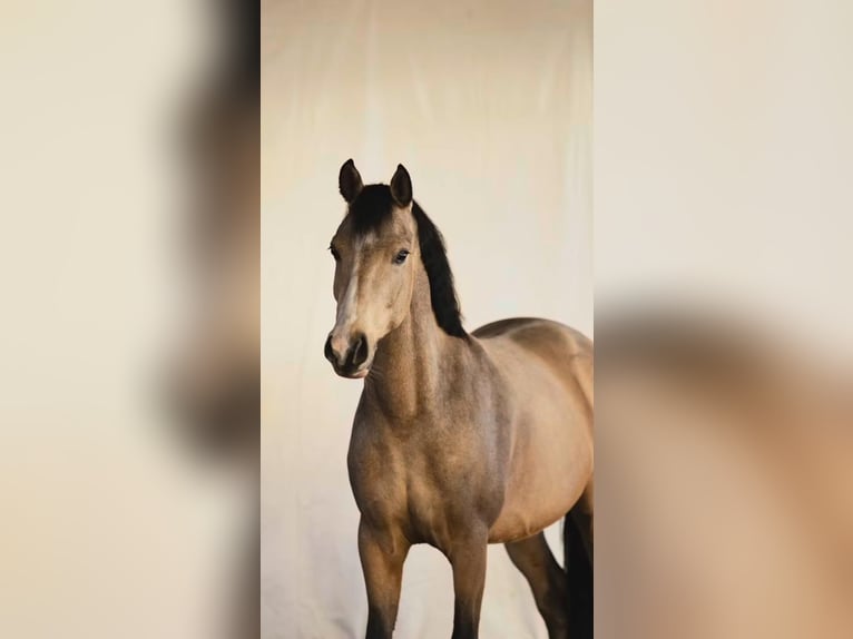 Duitse rijpony Ruin 5 Jaar 147 cm Buckskin in Schwarzenfeld