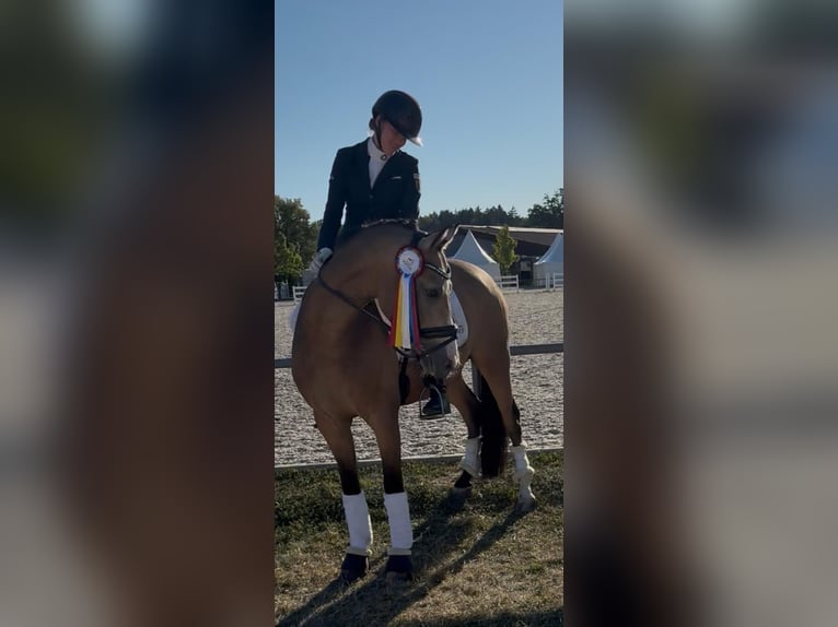 Duitse rijpony Ruin 5 Jaar 147 cm Buckskin in Schwarzenfeld