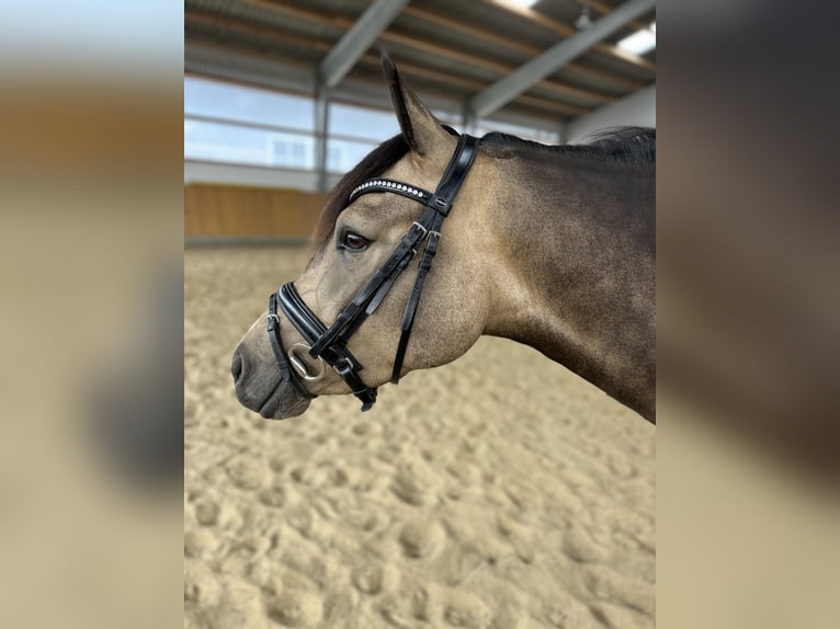 Duitse rijpony Ruin 5 Jaar 147 cm Buckskin in Münster