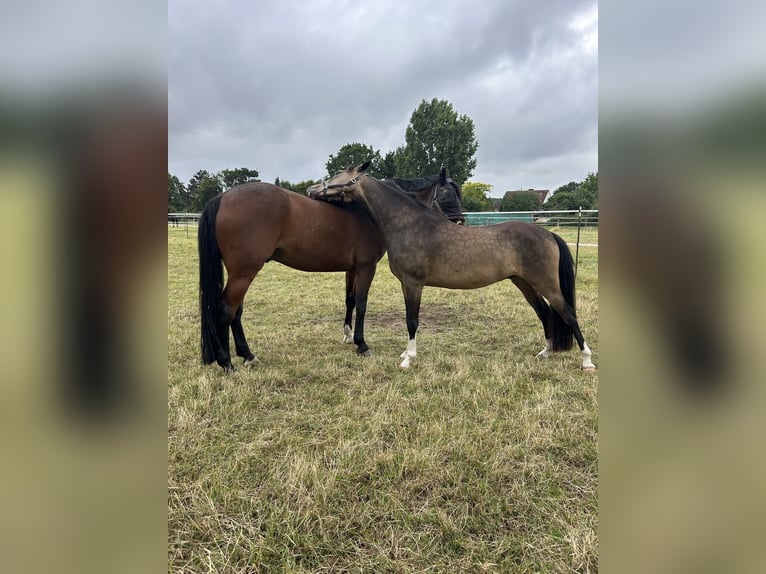 Duitse rijpony Ruin 5 Jaar 147 cm Buckskin in Münster