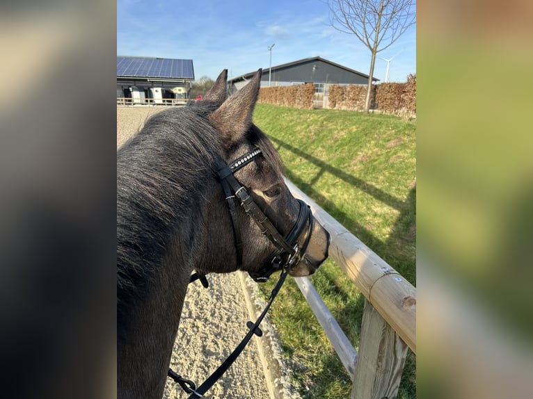Duitse rijpony Ruin 5 Jaar 147 cm Buckskin in Münster
