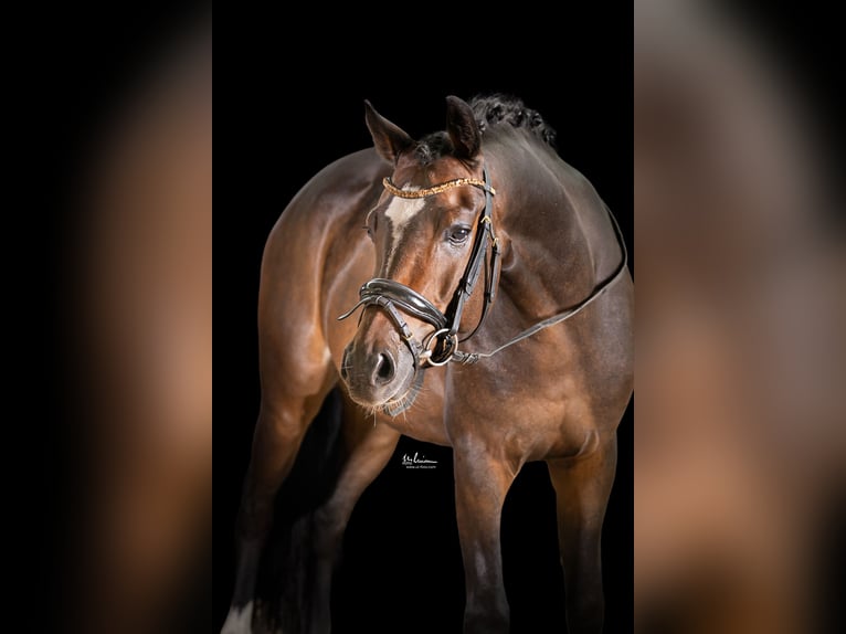 Duitse rijpony Ruin 5 Jaar 147 cm Donkerbruin in Herrenberg