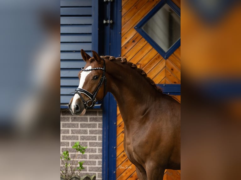 Duitse rijpony Ruin 5 Jaar 147 cm Donkere-vos in Barchem