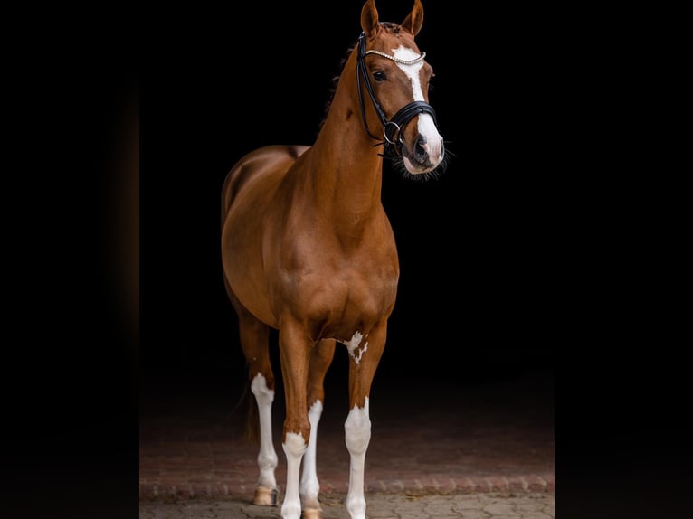 Duitse rijpony Ruin 5 Jaar 147 cm Donkere-vos in Bassum