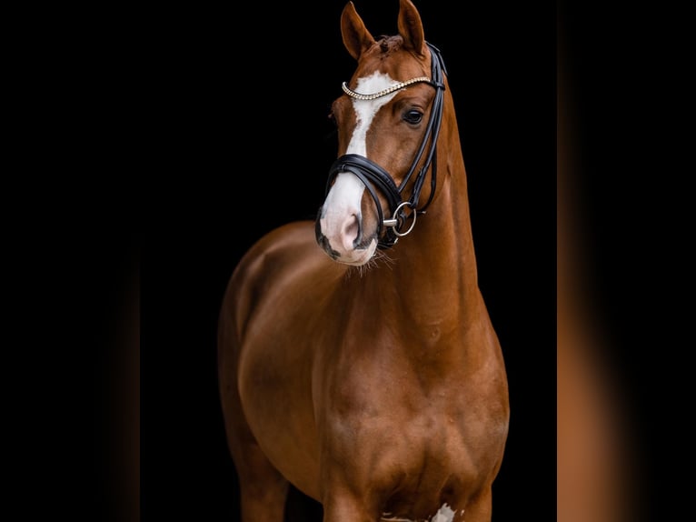 Duitse rijpony Ruin 5 Jaar 147 cm Donkere-vos in Bassum