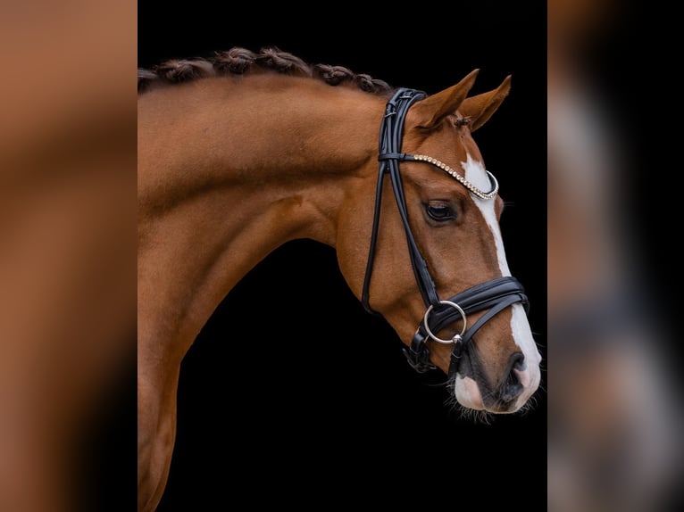 Duitse rijpony Ruin 5 Jaar 147 cm Donkere-vos in Bassum