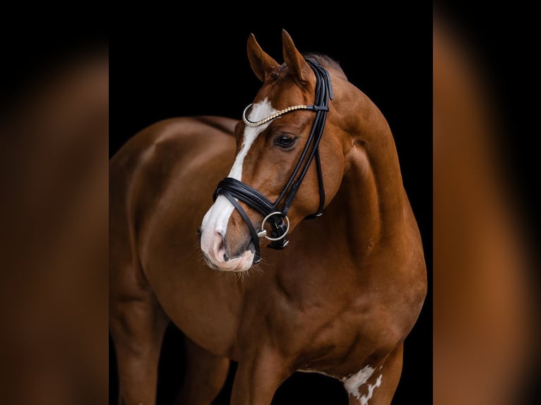 Duitse rijpony Ruin 5 Jaar 147 cm Donkere-vos in Bassum