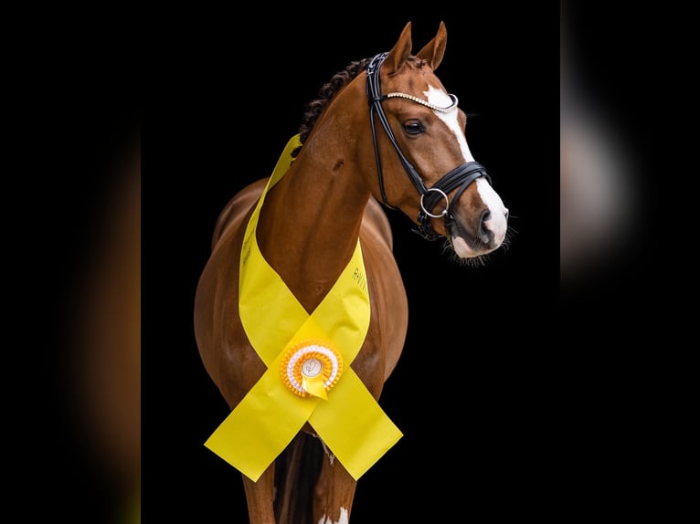 Duitse rijpony Ruin 5 Jaar 147 cm Donkere-vos in Bassum