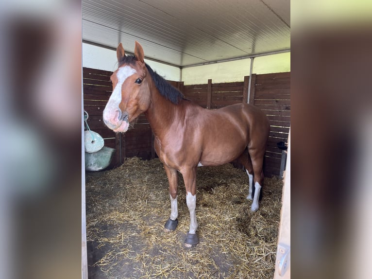 Duitse rijpony Ruin 5 Jaar 147 cm Donkere-vos in Bassum