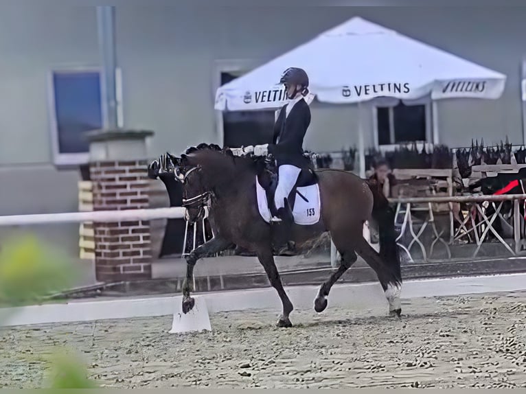Duitse rijpony Ruin 5 Jaar 147 cm Donkere-vos in Heek