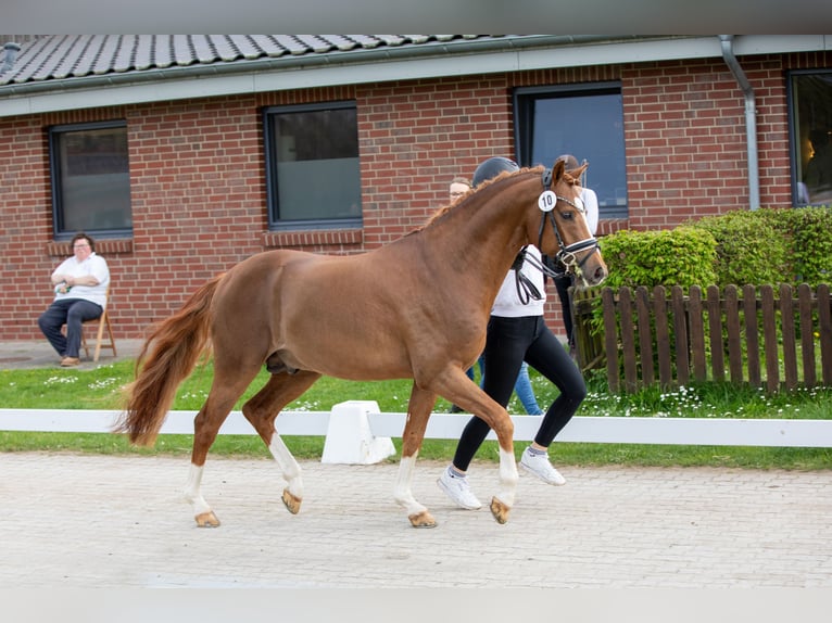 Duitse rijpony Ruin 5 Jaar 147 cm Donkere-vos in Ahrensburg