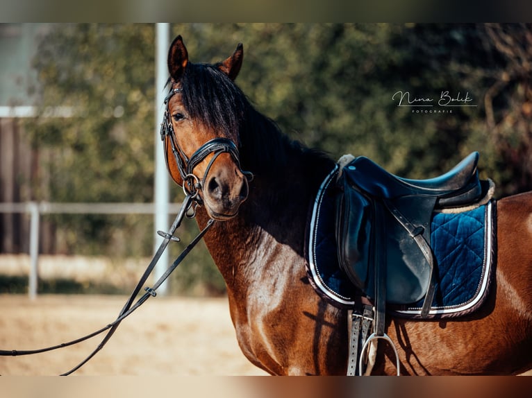 Duitse rijpony Ruin 5 Jaar 147 cm  in Ditzingen