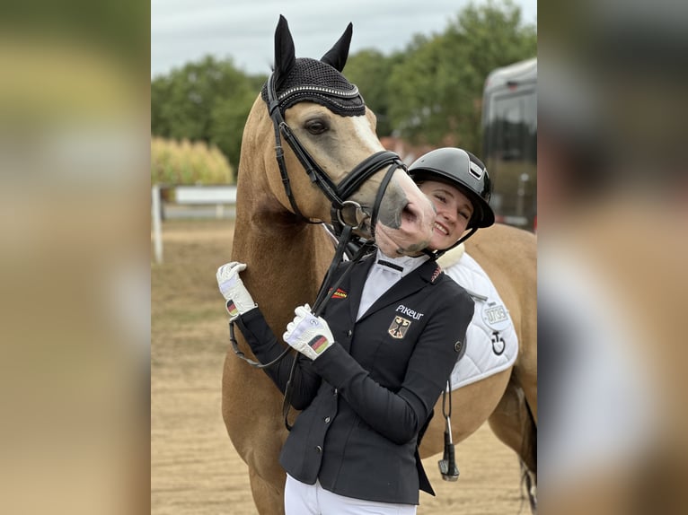 Duitse rijpony Ruin 5 Jaar 147 cm Falbe in Duisburg Duitse rijpony Ruin 5 Jaar 147 cm Falbe in Duisburg