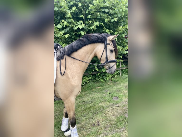 Duitse rijpony Ruin 5 Jaar 147 cm Falbe in Ehrenburg