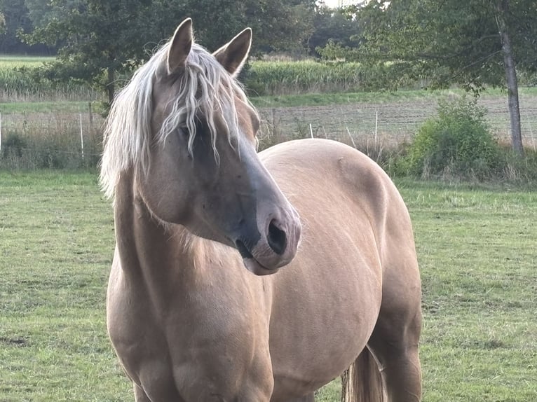 Duitse rijpony Ruin 5 Jaar 147 cm Palomino in Hilders