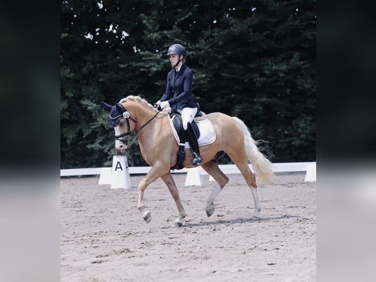 Duitse rijpony Ruin 5 Jaar 147 cm Palomino in Balingen