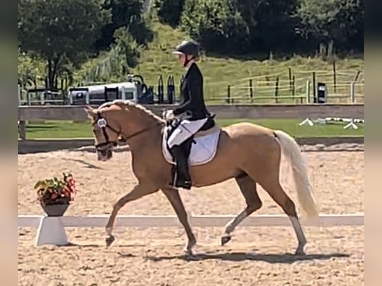 Duitse rijpony Ruin 5 Jaar 147 cm Palomino in Balingen