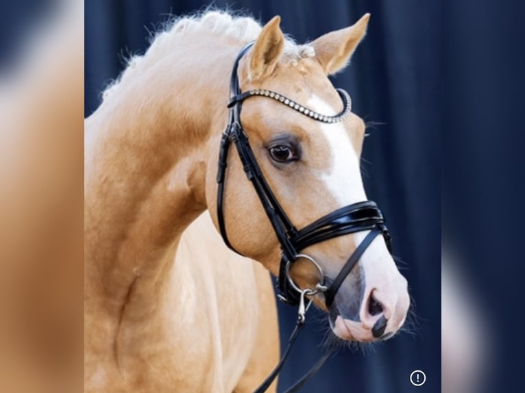 Duitse rijpony Ruin 5 Jaar 147 cm Palomino in Balingen