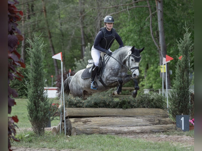 Duitse rijpony Ruin 5 Jaar 147 cm Schimmel in Eckersdorf