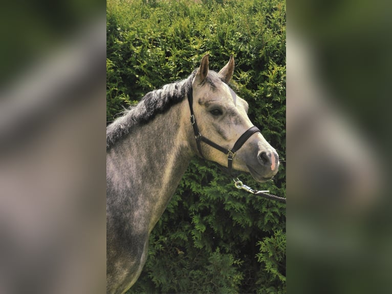 Duitse rijpony Ruin 5 Jaar 147 cm Schimmel in Eckersdorf