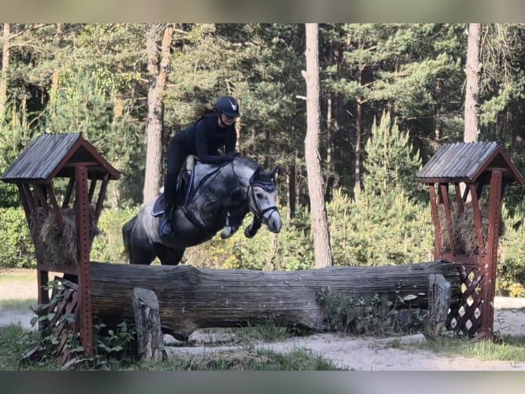 Duitse rijpony Ruin 5 Jaar 147 cm Schimmel in Eckersdorf