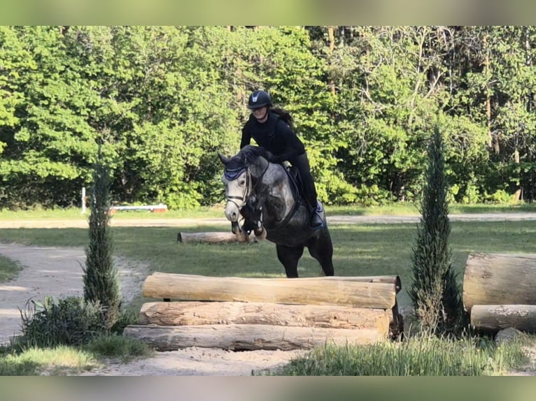 Duitse rijpony Ruin 5 Jaar 147 cm Schimmel in Eckersdorf