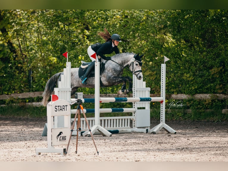 Duitse rijpony Ruin 5 Jaar 147 cm Schimmel in Eckersdorf