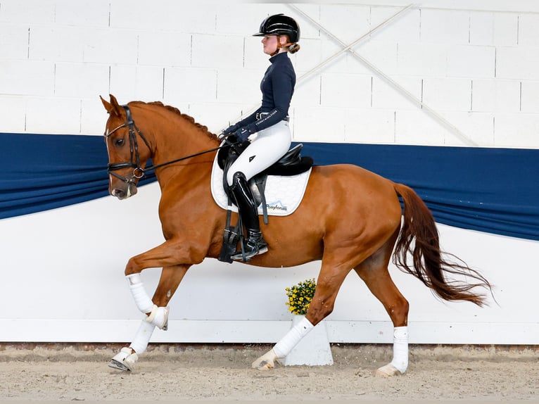 Duitse rijpony Ruin 5 Jaar 147 cm Vos in Marsberg