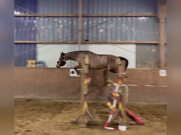 Duitse rijpony Ruin 5 Jaar 148 cm Bruin in Oerel