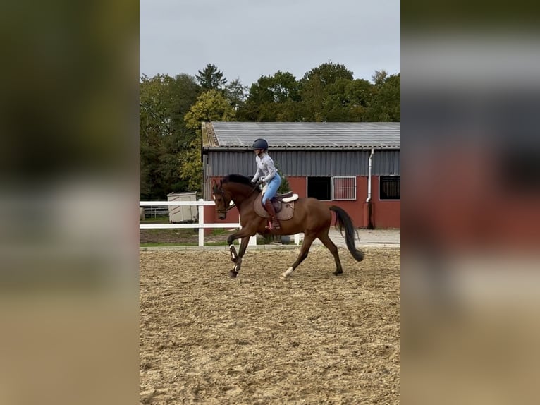 Duitse rijpony Ruin 5 Jaar 148 cm Bruin in Buxtehude