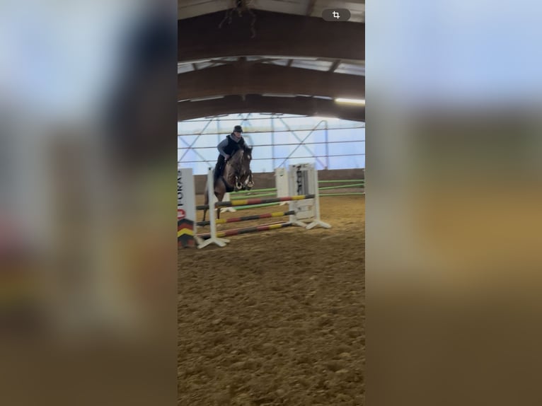 Duitse rijpony Ruin 5 Jaar 148 cm Bruin in Buxtehude