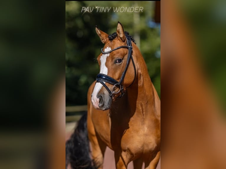 Duitse rijpony Ruin 5 Jaar 148 cm Buckskin in Prinzhöfte